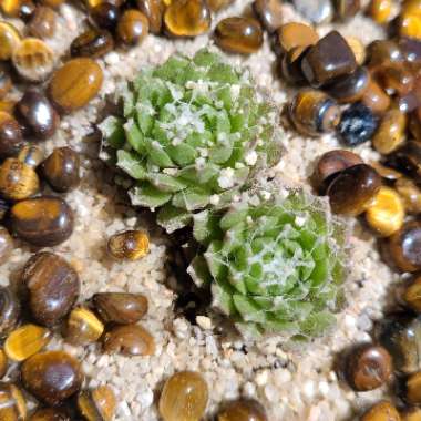 Sempervivum Arachnoideum Cebenese