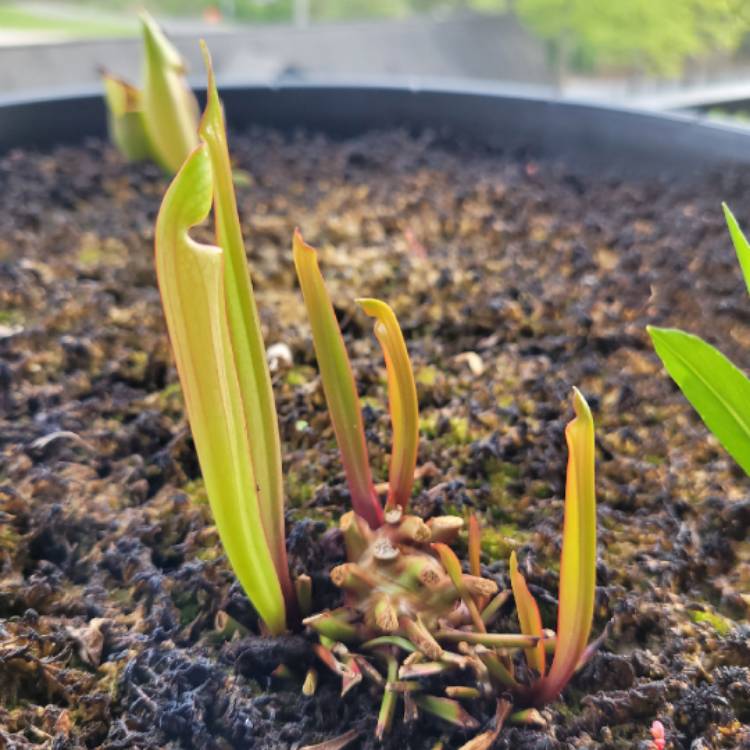 Plant image Sarracenia 'Judith Hindle'