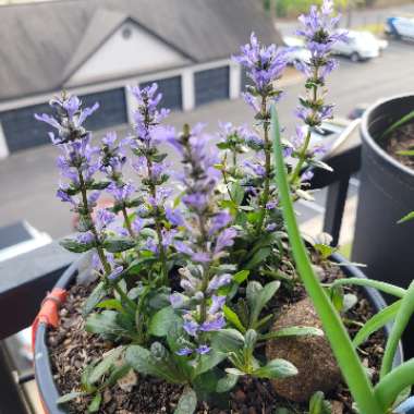 Ajuga tenorii 'Valfredda' syn. Ajuga reptans 'Valfredda', Ajuga reptans 'Chocolate Chip'