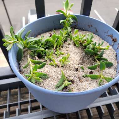 Delosperma 'Lavender Ice'