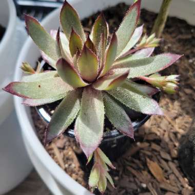 Sempervivum Butterscotch Baby