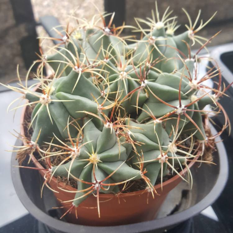 Plant image Ferocactus Lindsayi