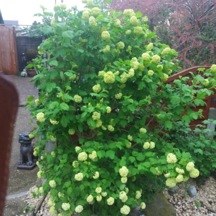 Plant image Philadelphus Coronarius