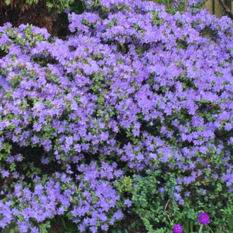 Plant image Rhododendron 'Blue Tit'