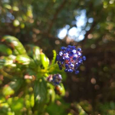 Californian Lilac