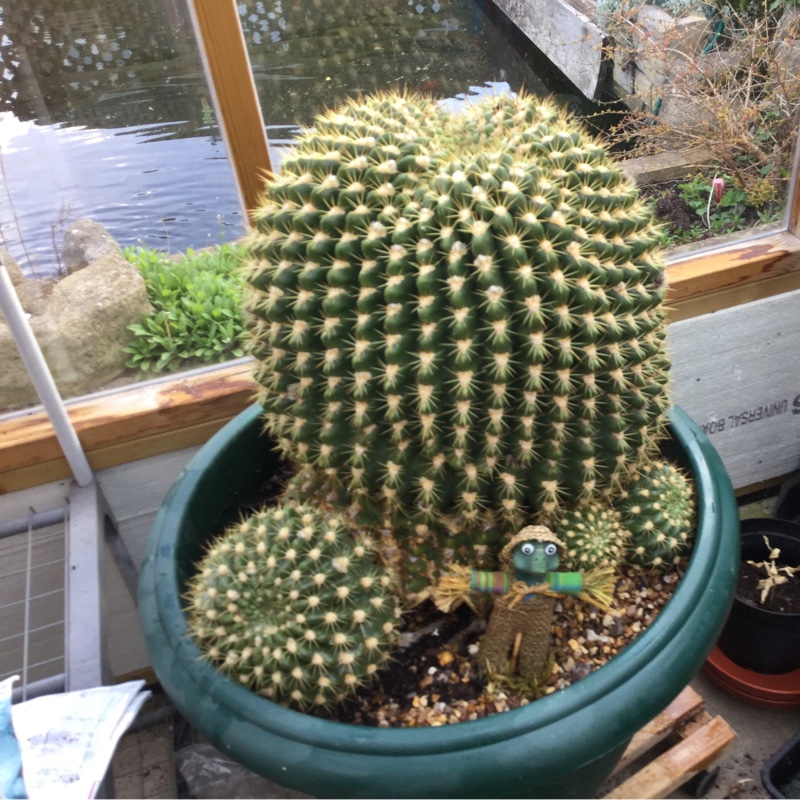 Plant image Mammillaria Mystax