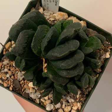 Haworthia truncata hybrid maughanii