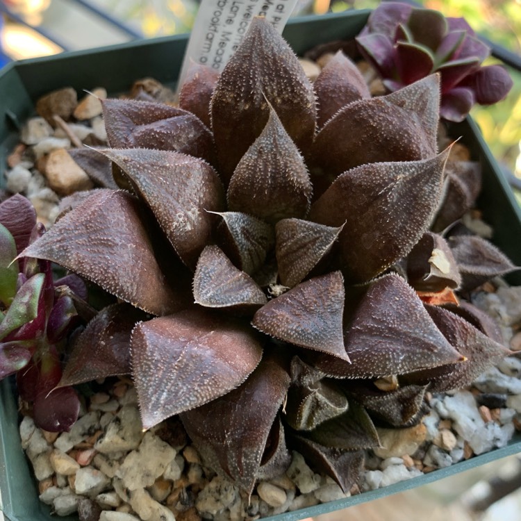 Plant image Haworthia hybrid cooperi var. venusta x 'Chocolate'