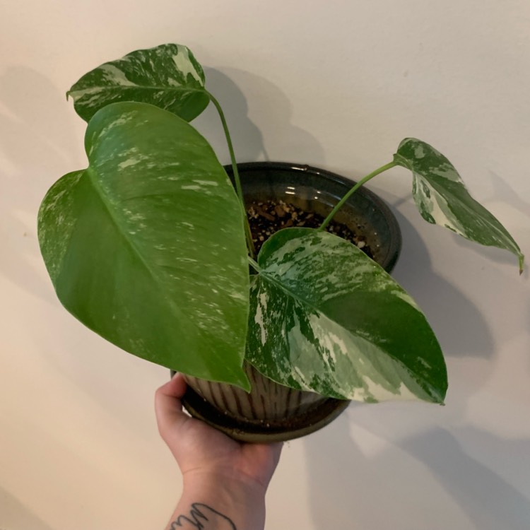 Plant image Monstera deliciosa 'Borsigiana Albovariegata' syn. Monstera borsigiana 'Albovariegata'