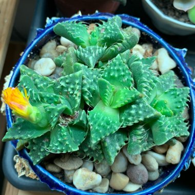 Faucaria tuberculosa