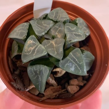 Haworthia Bayeri