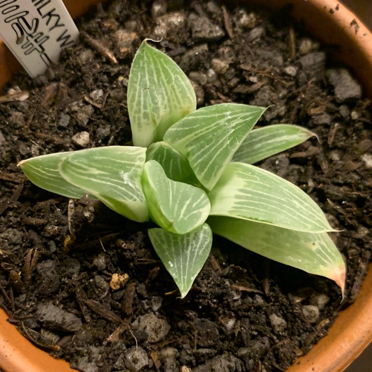 plant image 1225258