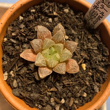 Haworthia Mirrorball