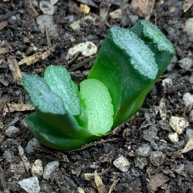 Haworthia truncata hybrid