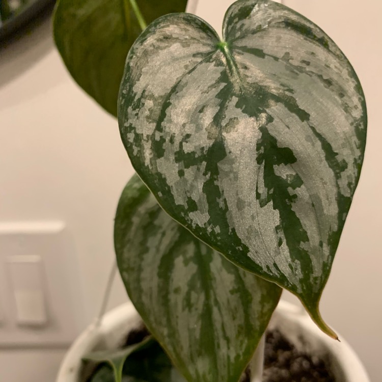 Plant image Philodendron Brandtianum