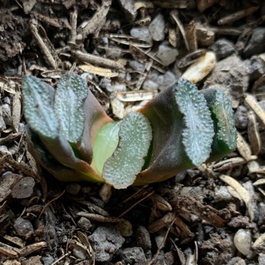 Haworthia truncata hybrid