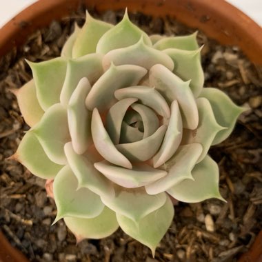 Echeveria Lola