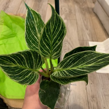 Philodendron Birkin