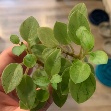 Peperomia orba 'Pixie Lime'