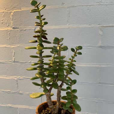 Crassula Ovata