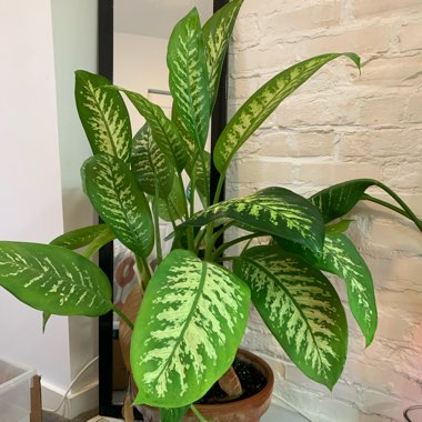 Dieffenbachia maculata