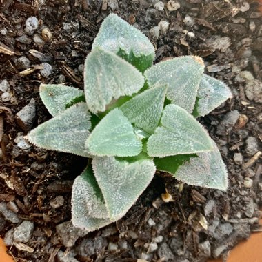 Haworthia Pygmaea var. Pygmaea