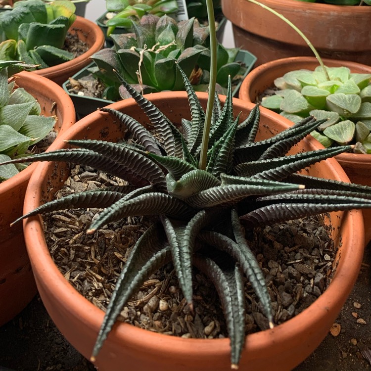 Plant image Haworthiopsis limifolia syn. Haworthia limifolia