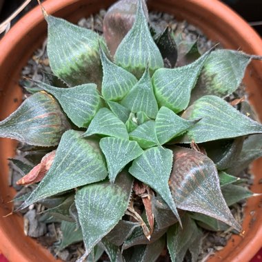 Haworthia magnifica