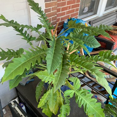 Philodendron 'Jungle Boogie'