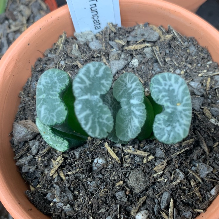 Plant image Haworthia truncata var. truncata