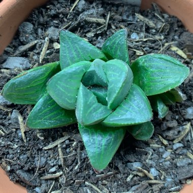 Haworthia mutica syn. Haworthia retusa var. mutica