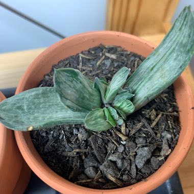 Gasteria Sakura Fuji