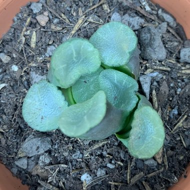 Haworthia Maughanii