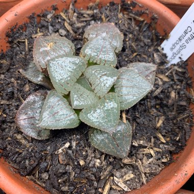 Haworthia Springbokvlakensis