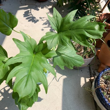 Philodendron warszewiczii