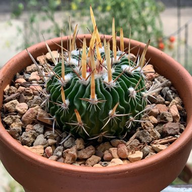 Stenocactus crispatus syn.Echinofossulocactus lamellosus,Stenocactus lamellosus