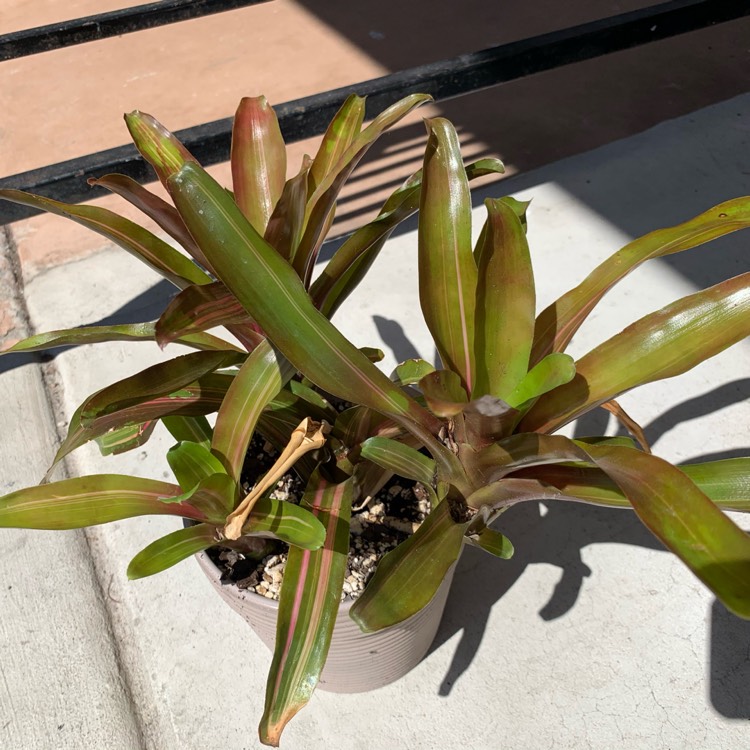 Neoregelia schultsiana 'Fireball Variegata', Neoregelia 'Fireball ...