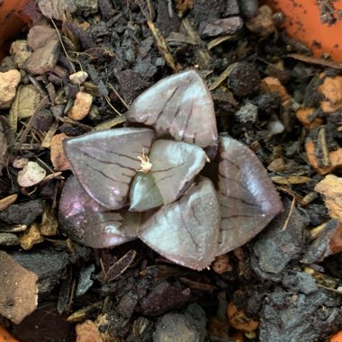 Haworthia Mirrorball