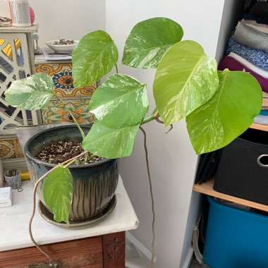 Monstera deliciosa 'Borsigiana Albovariegata' syn. Monstera borsigiana 'Albovariegata'