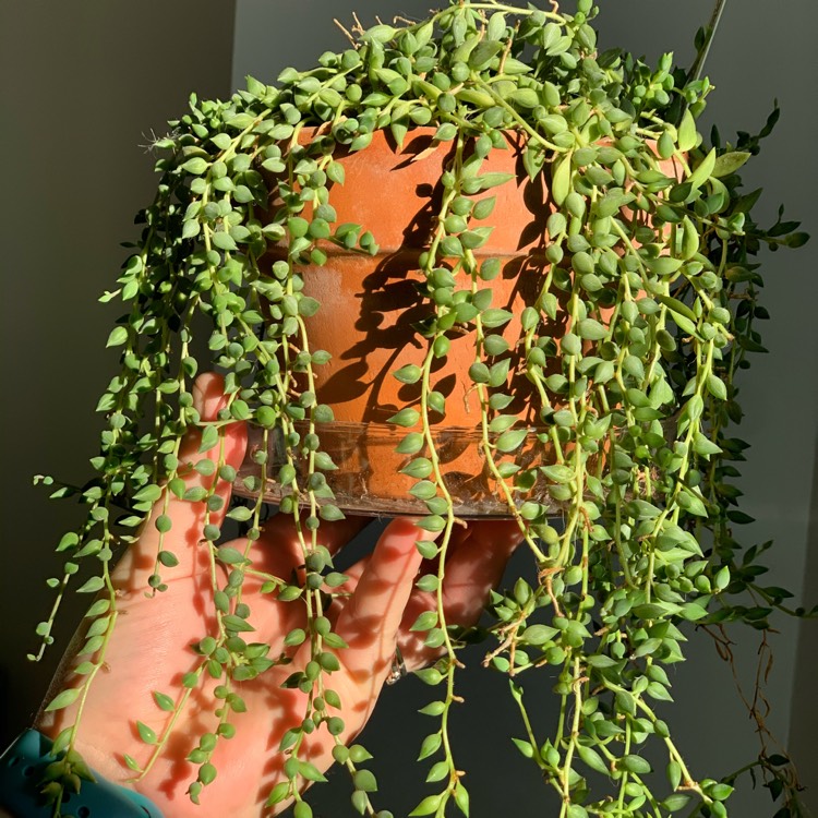 Plant image Senecio 'Radicans'