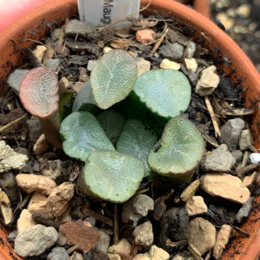 Haworthia Maughanii