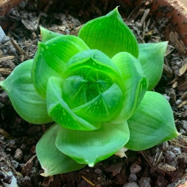 Haworthia Cymbiformis cv. planifolia