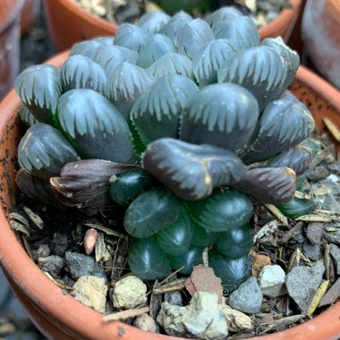 Haworthia obtusa var. pilifera