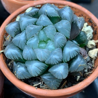 Haworthia obtusa var. pilifera