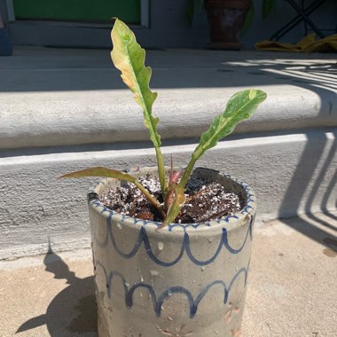 Philodendron Serratum Ring Of Fire 