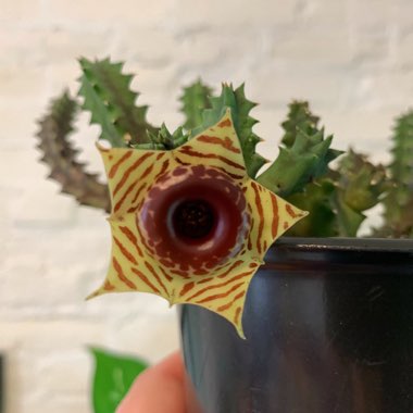 Huernia Zebrina