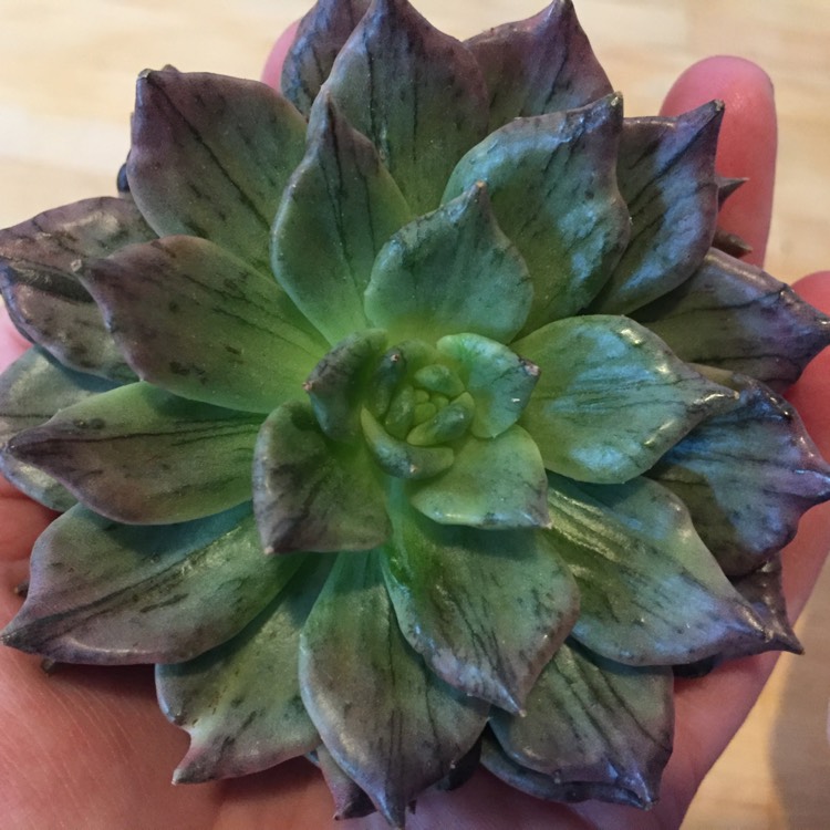 Plant image Echeveria Silver Prince