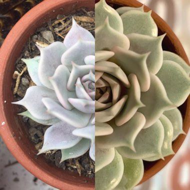 Echeveria Lola