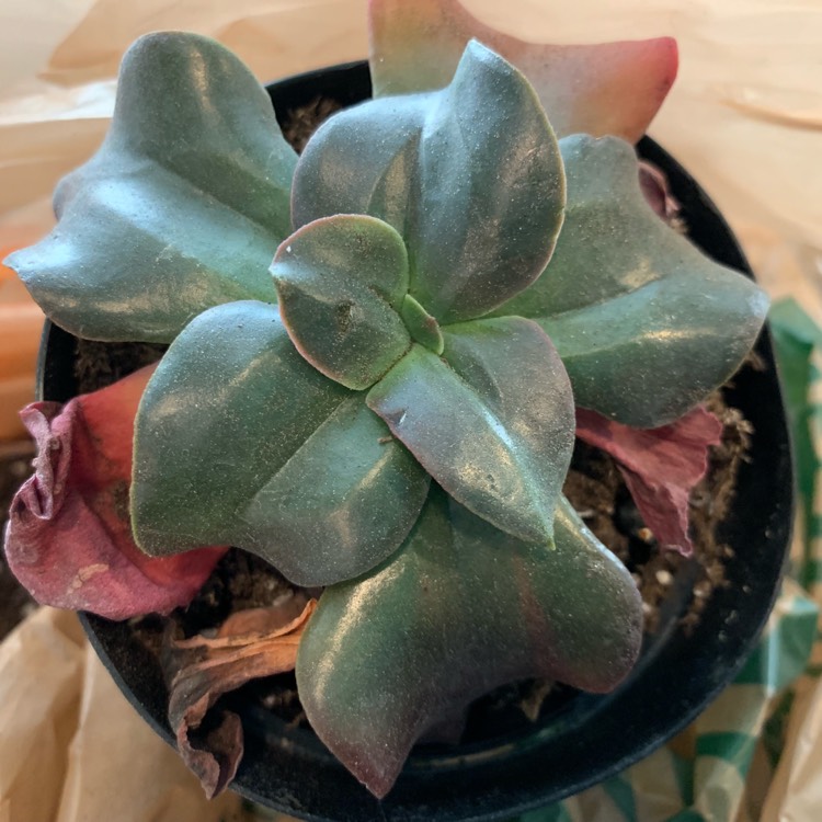 Plant image Echeveria Autumn Flame