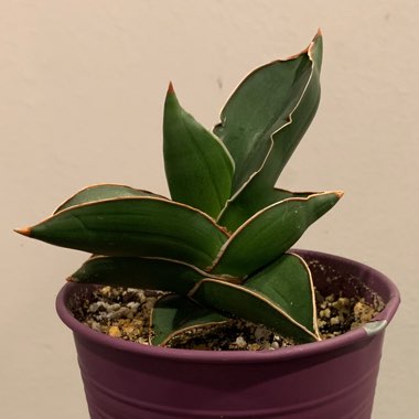 Sansevieria ehrenbergii 'Samurai Dwarf'